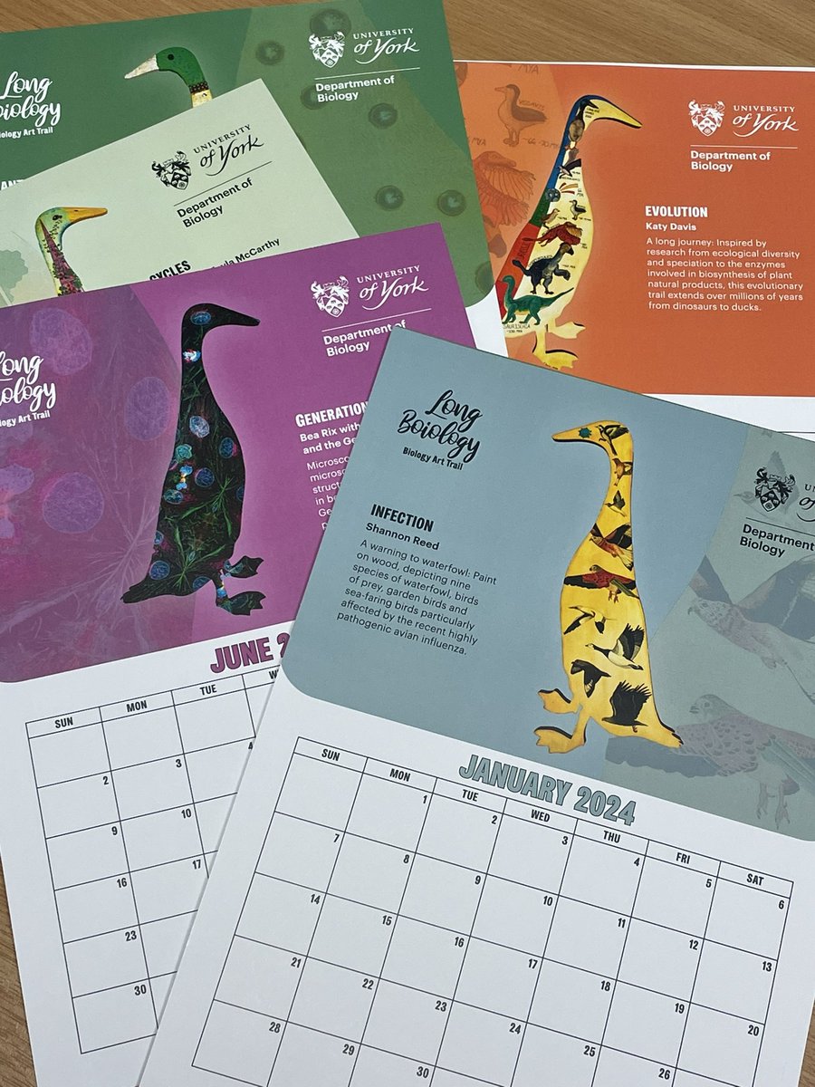 Just a week left to donate to the @BiologyatYork @ArtAtYork duck fund for sci-art on campus & get a #LongBoiology 2024 calendar as a reward. Pick it up or have it posted, hang it on your wall or bring some bioscience joy to your festive gifts this year. spsr.me/ACx8