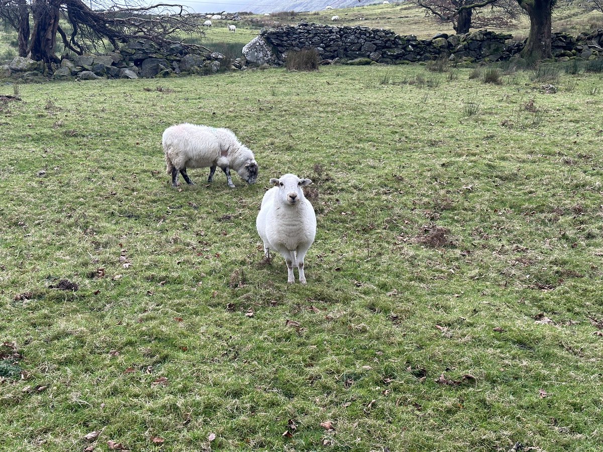 Away for Mr anxiousplant’s birthday weekend It’s been a discovery of a new favourite place for me! Can you guess where I might be? I’ll give you a clue 🐑