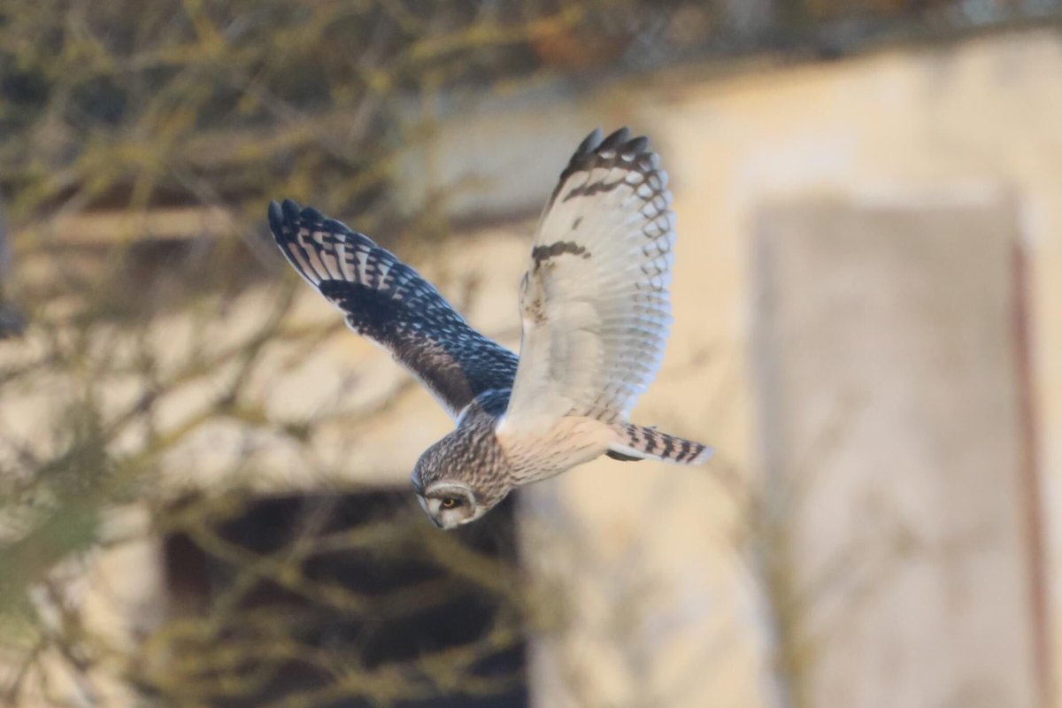 bcbeancounter's tweet image. A lovely Saturday afternoon watching four Shorties and a Barn Owl #seo #shortearedowl #rspb