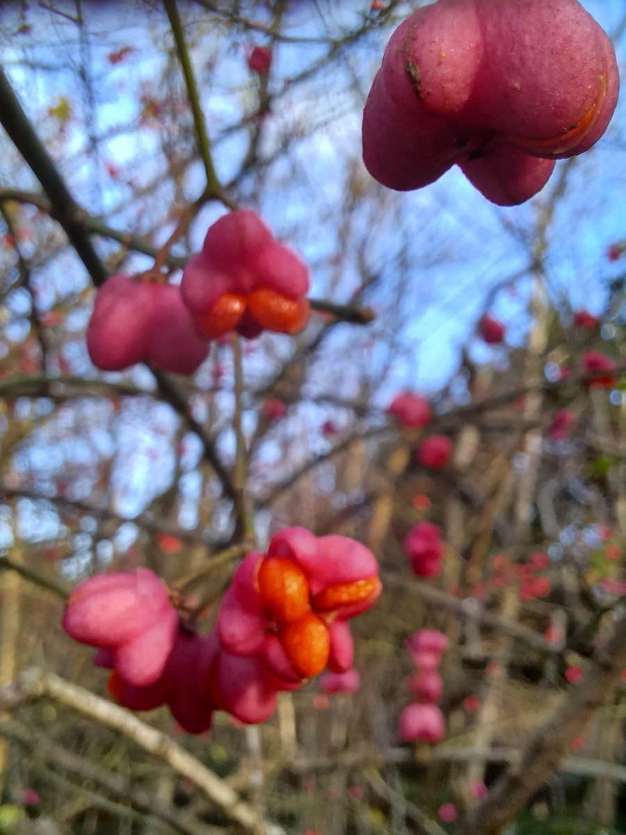 #wildflowerhour Pink Spindle berries (Euonymus europaeus) showing the bright orange seeds escaping found in North Lancashire.