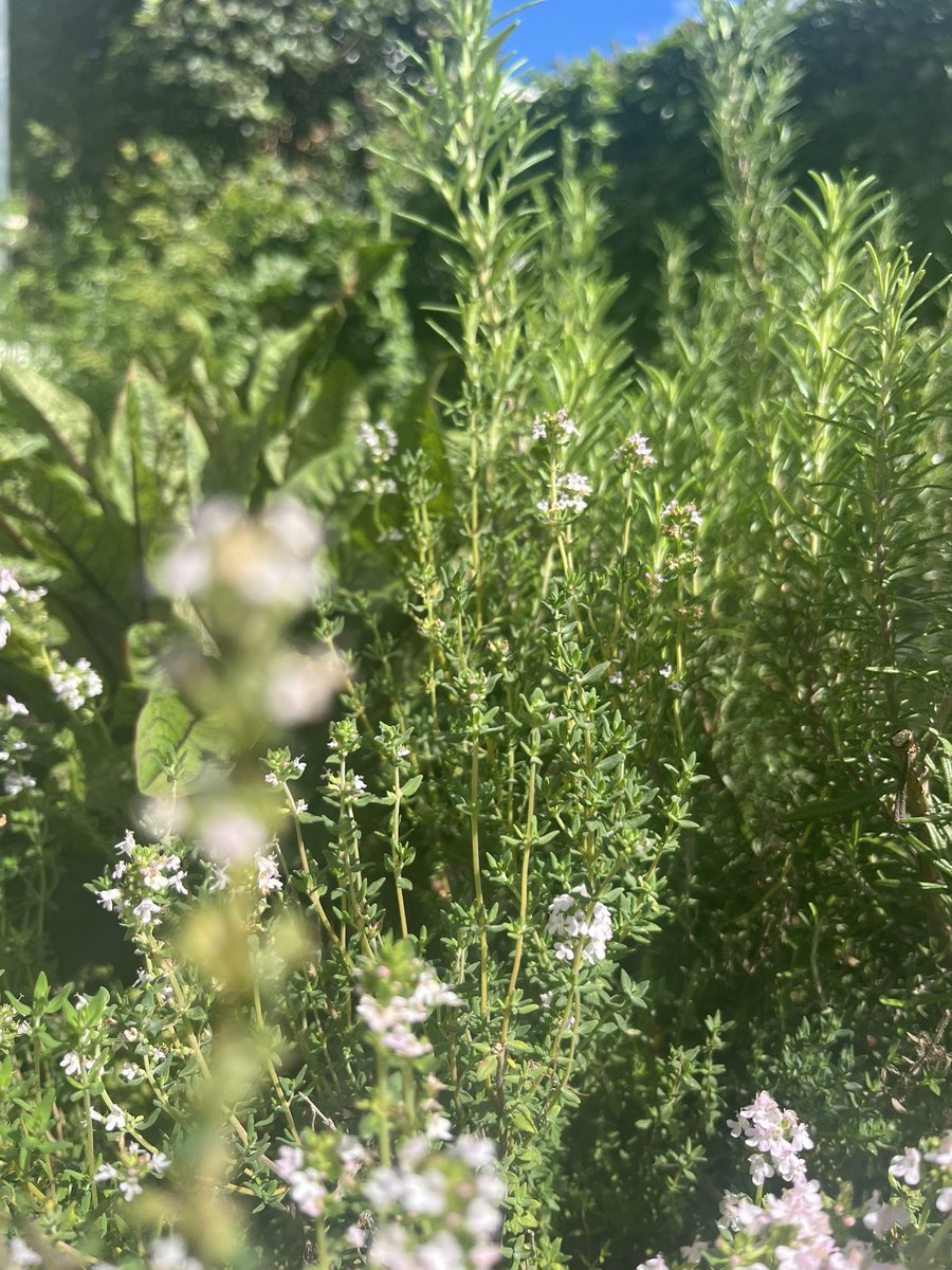 My herb garden brings me so much pleasure everyday - so fresh & green, so sweet-smelling, so delicious. #mygarden #herbs #herbgarden #sparkjoy