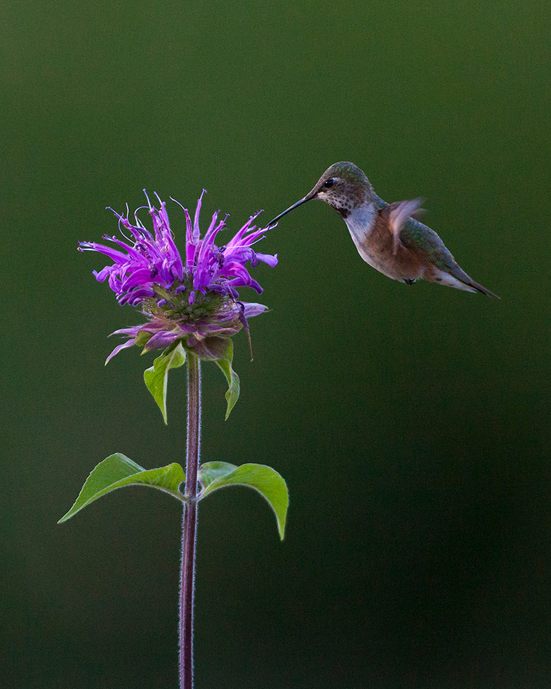 Download the latest issue of Wild Planet Photo Magazine w1pl.com/wpm Black Chinned Hummingbird, USA by Matt Stirn
