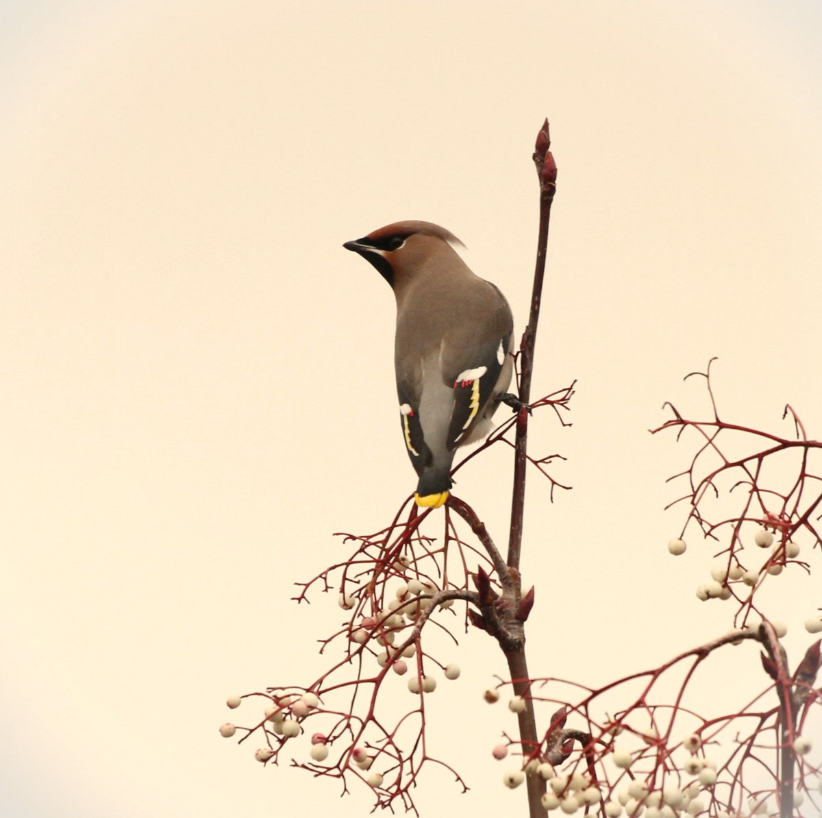 16 Waxwings on the A626 /Sandy lane junction, Chisworth, (Derbyshire) today. The gloomy, winter light was lifted by the splash of Scandinavian colour! The pink berry tree (possibly Sorbus species) still has berries left on it, so the flock could linger.