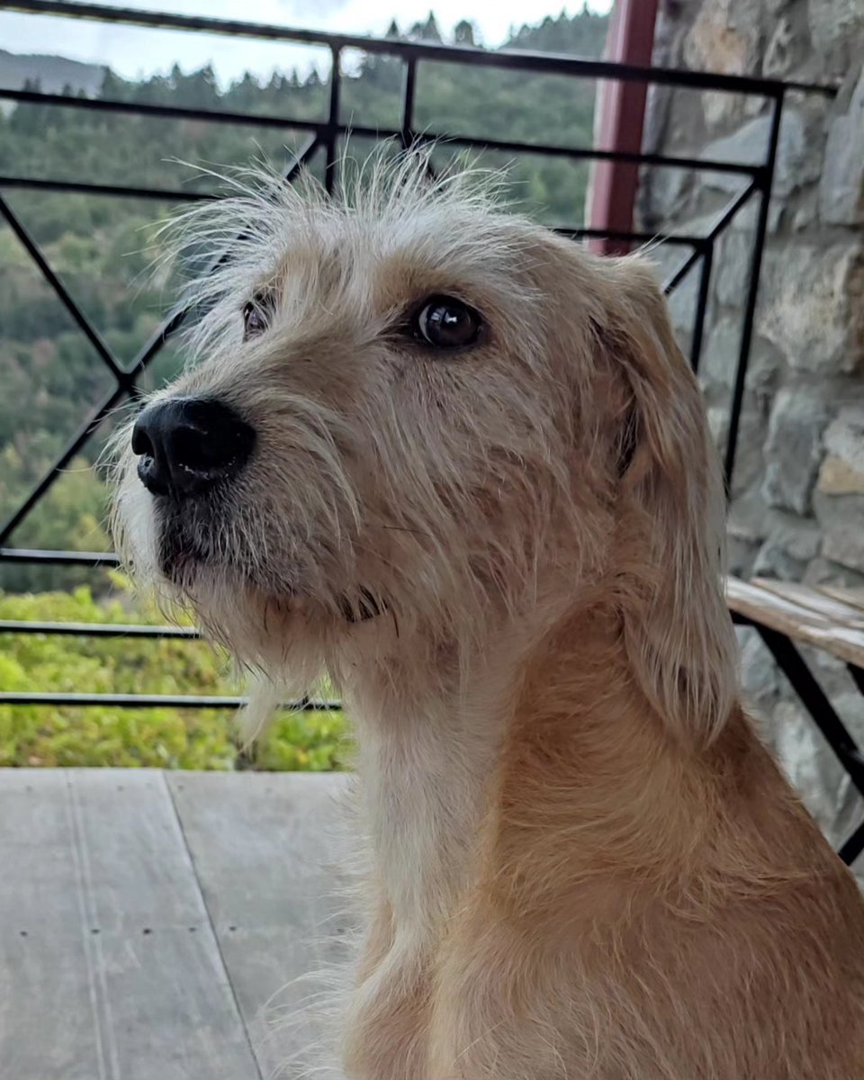 DerdelM's tweet photo. @fredakon Αυτή είναι η Ursa και μου φαίνεται ότι μοιάζουν πολύ! Αυτά τα μουστάκια και τα φρύδια και η κατάμαυρη μυτούλα είναι αξιαγάπητα. Τη λατρεύω ❤️ https://t.co/TJP9LpXIWo
