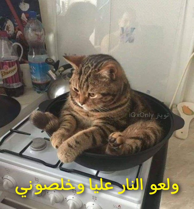 Toonzatt's tweet photo. Mood: https://t.co/F7iKp1CSgv
