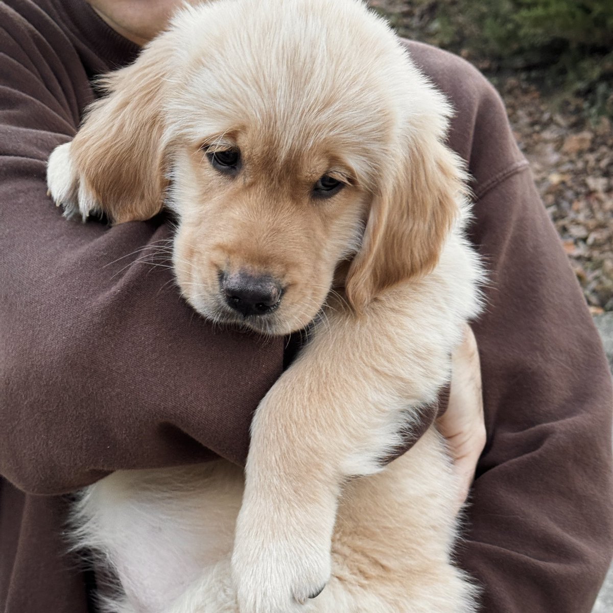 spnlnv's tweet photo. date il benvenuto alla mia piccola Ariel 🐾🤎🐚 https://t.co/J46V1Kehk6