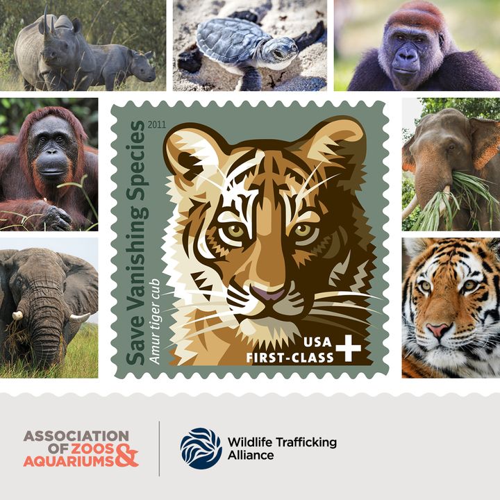 Sending your holiday cards soon?🎄Purchase the Save Vanishing Species stamp from the US Postal Service for your mailing needs this season and support the Multinational Species Conservation Funds! bit.ly/3SWJmU3 #SpeciesStamps 🌿