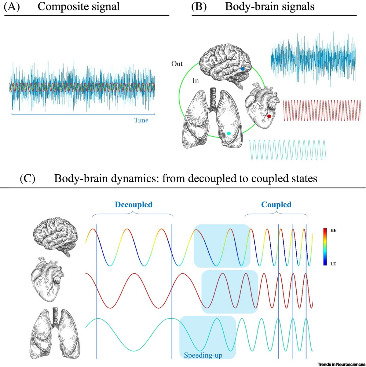RobbiatulLatif1's tweet image. HEP amplitudes were higher during #exhalation, compared with inhalation, in fronto-centro-parietal areas. Emotional self-regulation strategies can contribute to improved #health. A coherent #heart is not a metronome