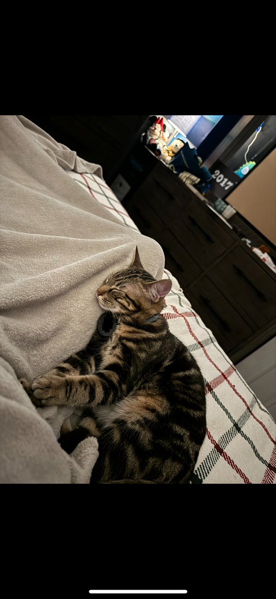 BlueGoldGay's tweet photo. Like look at how cute he is https://t.co/9ng0VzFL82