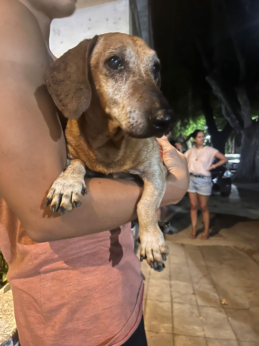 Encontré este salchicha viejito y muy asustado perdido por la zona de Gutenberg y Montevideo.
Me ayudarían mucho compartiendo para encontrar a su dueño!