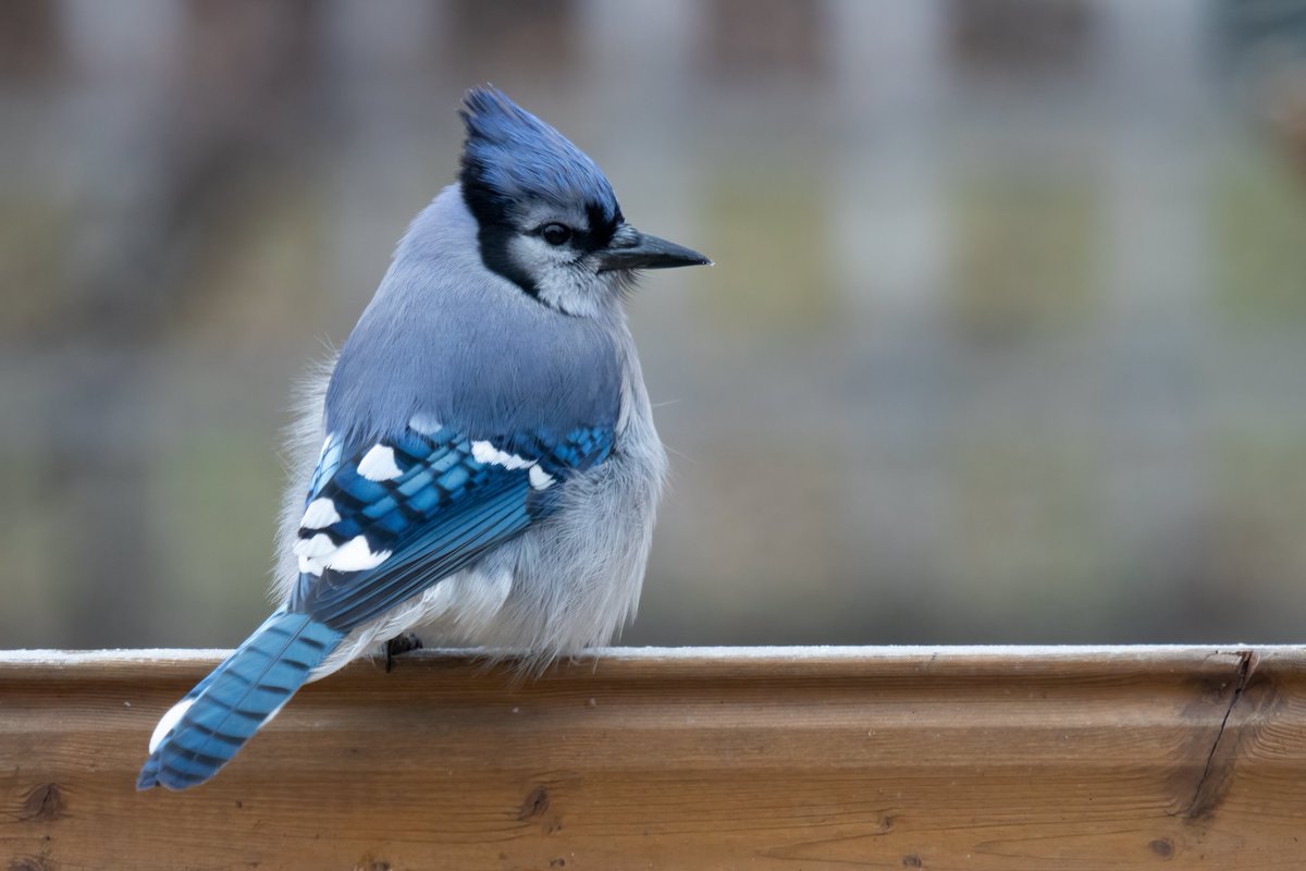 I love this bird. I really do 💙 (Mary the blue jay. My friend for many years)