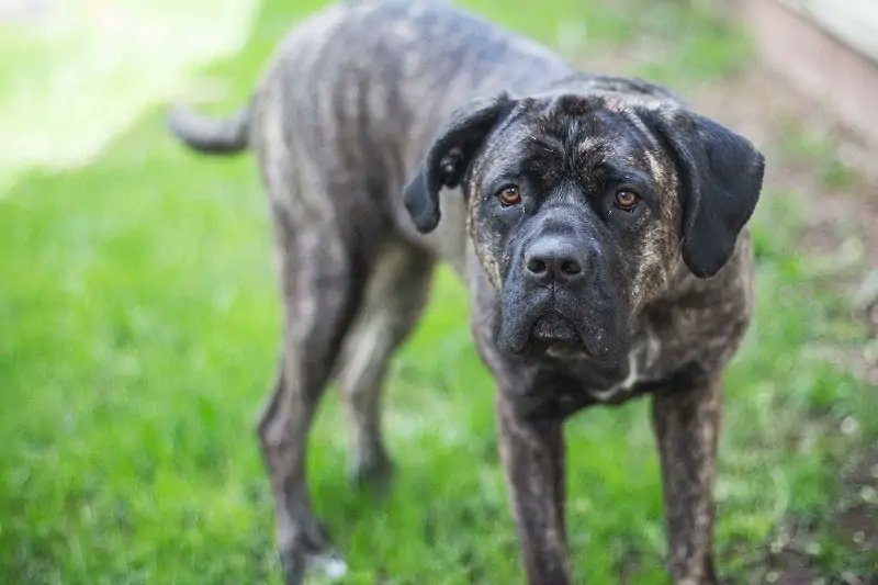 dogwithsuccess's tweet photo. The Top 10 Most Dangerous Dog Breeds:

1. American Pit Bull Terrier
2. Rottweilers
3. Dogo Argentino
4. Doberman Pinscher
5. Akita
6. Gull Dong
7. Perro de Presa Canario
8. Tosa Inu
9. Chow Chow
10. Cane Corso
Here are some pictures 🖼️
✨ Do you want to know detailed information about them?