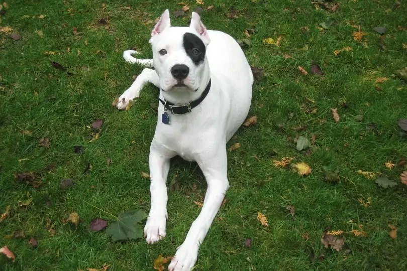 dogwithsuccess's tweet photo. The Top 10 Most Dangerous Dog Breeds:

1. American Pit Bull Terrier
2. Rottweilers
3. Dogo Argentino
4. Doberman Pinscher
5. Akita
6. Gull Dong
7. Perro de Presa Canario
8. Tosa Inu
9. Chow Chow
10. Cane Corso
Here are some pictures 🖼️
✨ Do you want to know detailed information about them?