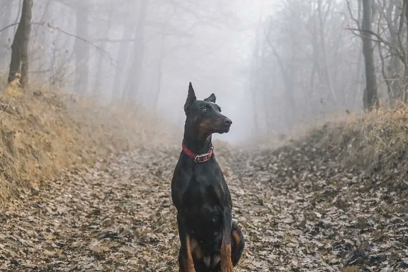 dogwithsuccess's tweet photo. The Top 10 Most Dangerous Dog Breeds:

1. American Pit Bull Terrier
2. Rottweilers
3. Dogo Argentino
4. Doberman Pinscher
5. Akita
6. Gull Dong
7. Perro de Presa Canario
8. Tosa Inu
9. Chow Chow
10. Cane Corso
Here are some pictures 🖼️
✨ Do you want to know detailed information about them?