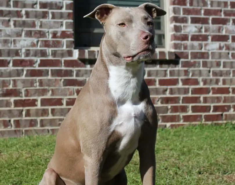 dogwithsuccess's tweet photo. The Top 10 Most Dangerous Dog Breeds:

1. American Pit Bull Terrier
2. Rottweilers
3. Dogo Argentino
4. Doberman Pinscher
5. Akita
6. Gull Dong
7. Perro de Presa Canario
8. Tosa Inu
9. Chow Chow
10. Cane Corso
Here are some pictures 🖼️
✨ Do you want to know detailed information about them?