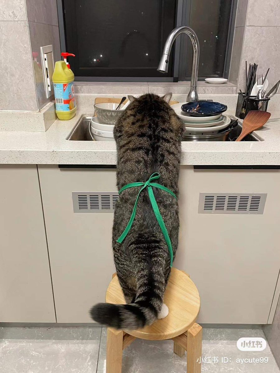 ZoroCuan's tweet photo. I don't even know how to wash dishes, everything has to go to the cat 🤣🤣 https://t.co/OJQASlTwID