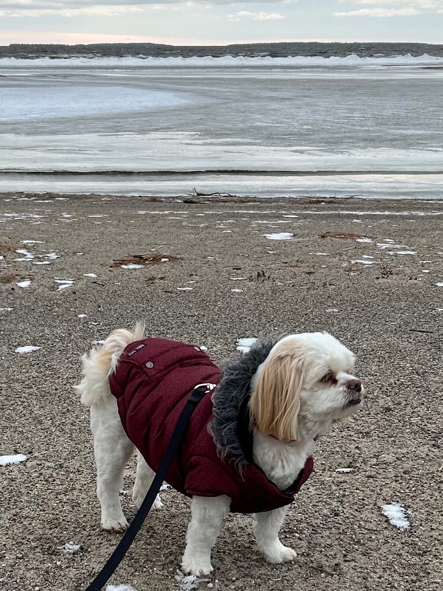 @bunsenbernerbmd I’m DJ 🐶🥰
#dogfashion #dogsoftwitter