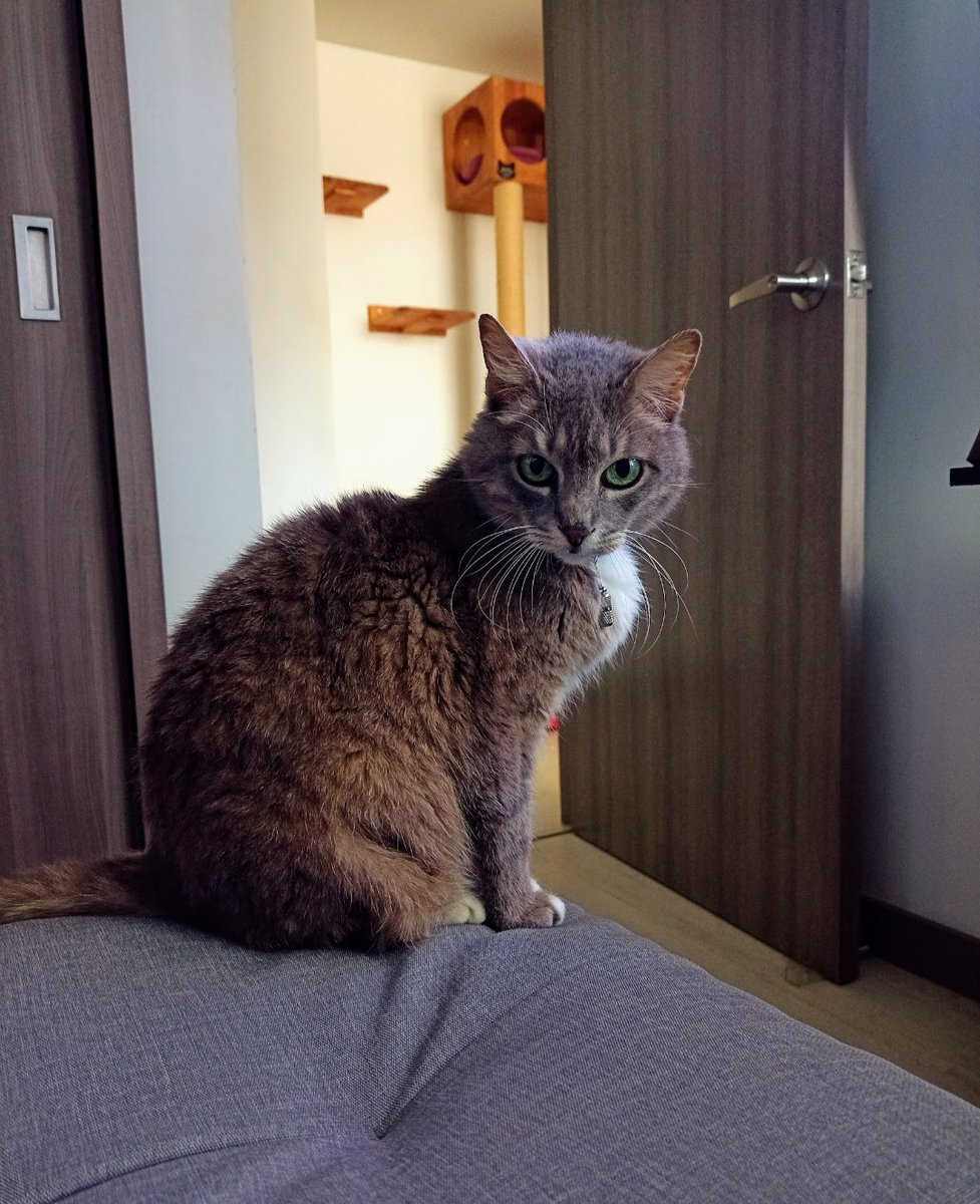 #LaMascotaDeMiVida son todos estos 4 compañeros. Cirilo, el perro loquito con vitiligo, Almendra, la reina y señora de la casa (todos somos sus esclavos), Floki, el pandillero más amoroso, Avellana, la señora que no se deja joder de nadie pero que ama cada caricia. Los amo.