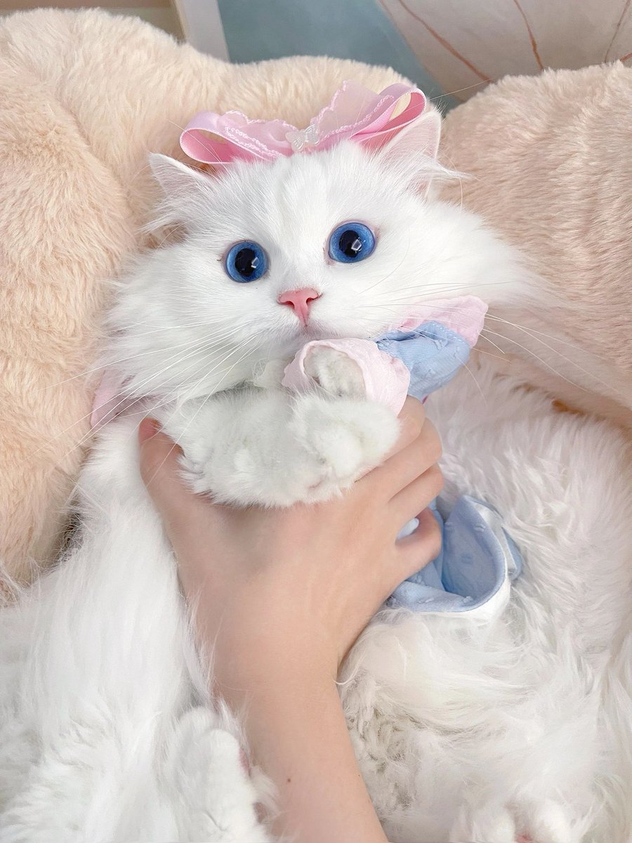 おはようございます、超かわいい萌え萌え