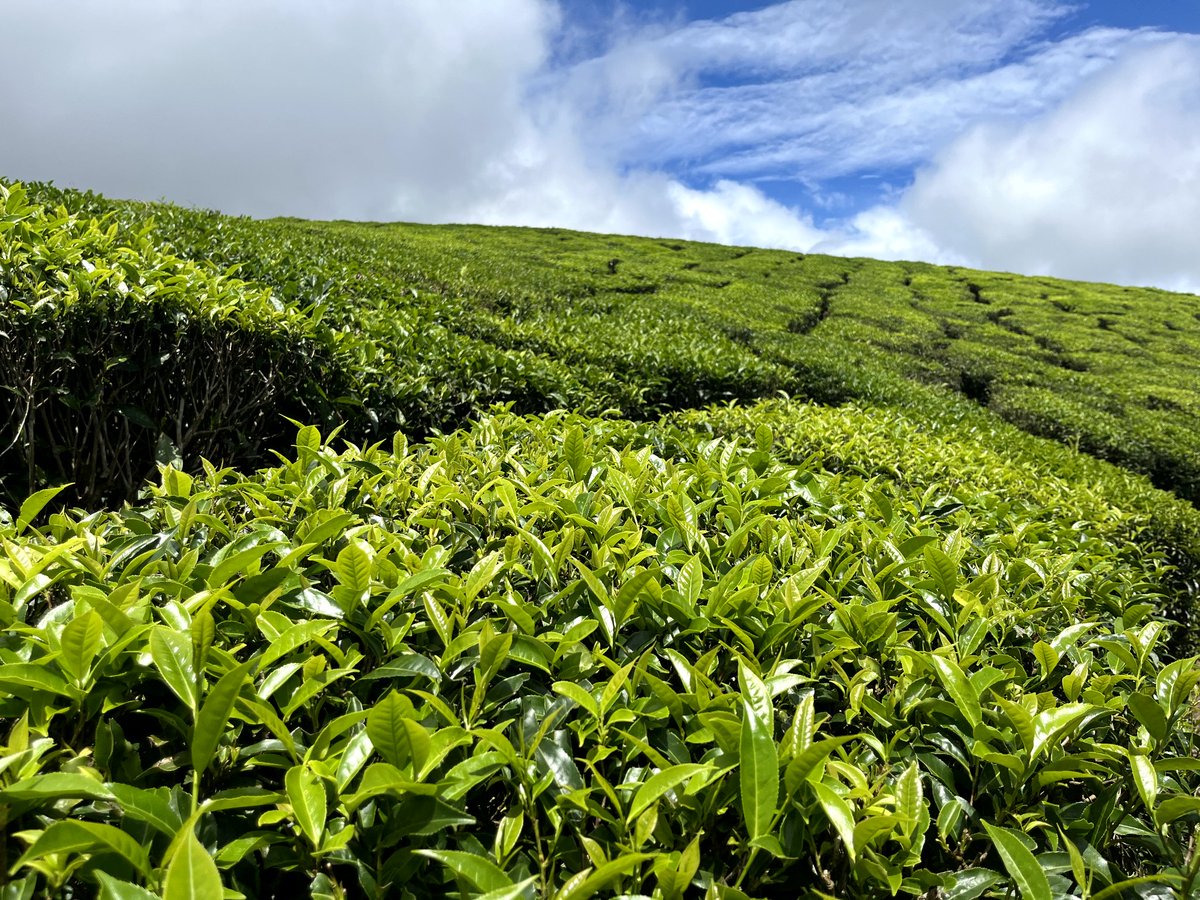 DenishThumar01's tweet photo. @earthcurated @MariusKrey Munnar, Kerala, India https://t.co/ZIA6nLmogI