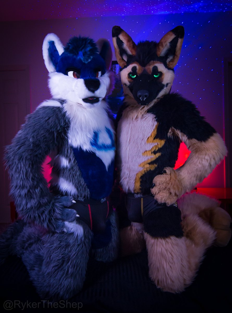 RykerTheShep's tweet photo. Hey puppy,

You're late for your snuggle appointment.

I have my assistant @WexleyWolf joining us today. I figured you wouldn't mind.

Alright, tuck on in. We've got a lot of work to do on ya tonight. 💛 https://t.co/OXBpsJ5w6i