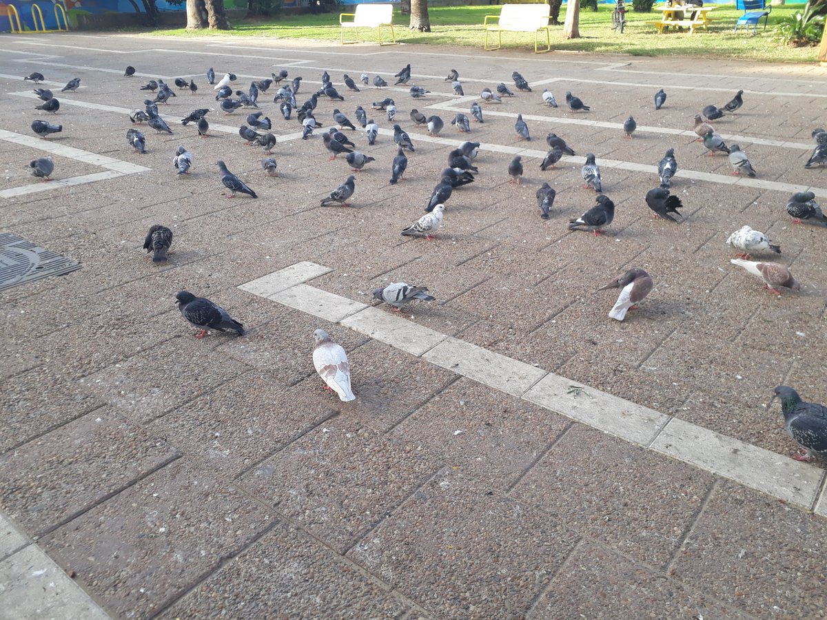 Stevie H tweet media