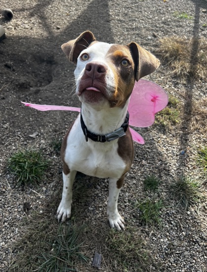 HollywoodDogs's tweet photo. At an overcrowded shelter in #Danville, #IL, 1-year-old Cherry needs a forever home, a foster home, or rescue https://t.co/Px4RZpUABT #URGENT #AdoptableDogofDay 🐶 https://t.co/wvhLDtcwNM