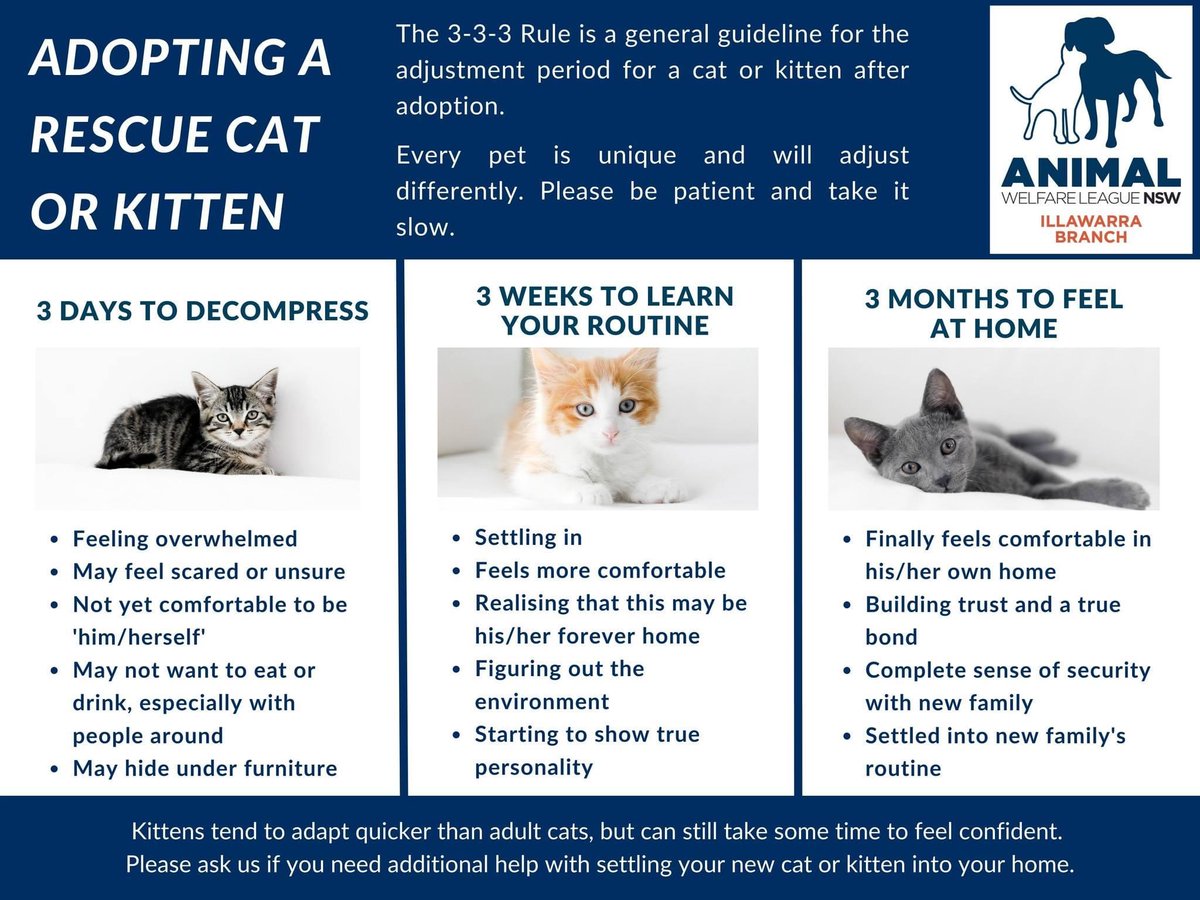CatSanctuary23's tweet photo. https://t.co/ItxETH3clE
