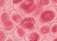 salkaat's tweet photo. #practicamitosis #BCGBMedicinaUAM23_24 @VegaGEscudero #lamejorprometafase https://t.co/rtzATHbZSk
