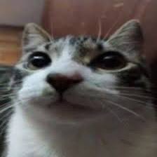 Necho20716205's tweet photo. @strawhats Cat wins no diff https://t.co/H5hl7X0Jb0