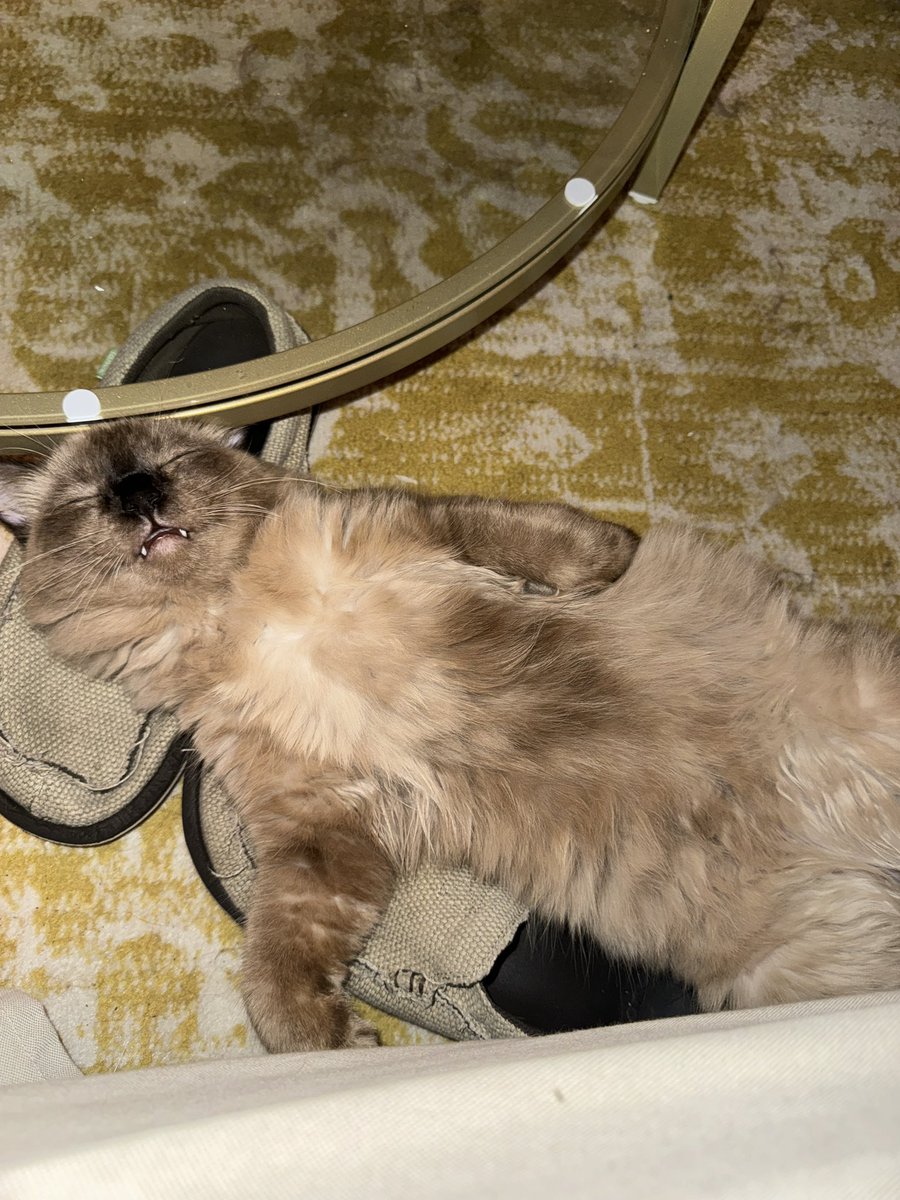 The funniest sitting position award goes to Winton, bro gets comfy anywhere