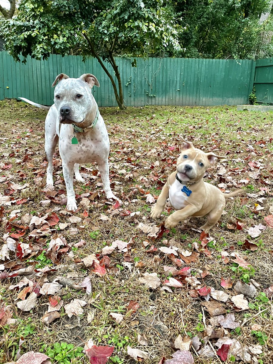 Kirsten McKay tweet media