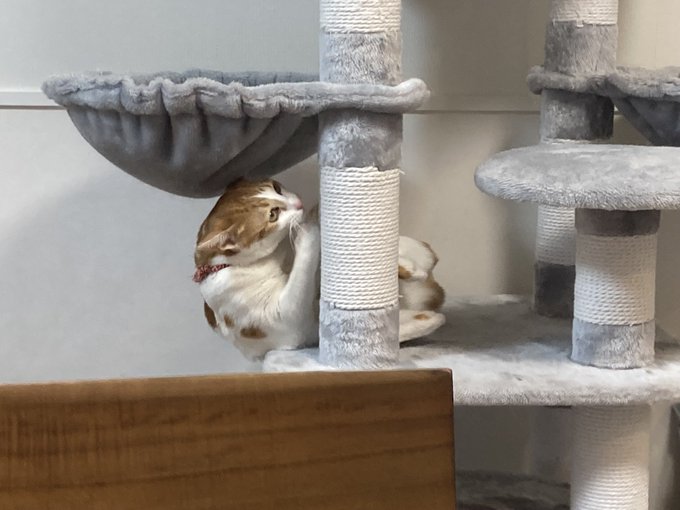 Twitterのコスプレ画像12