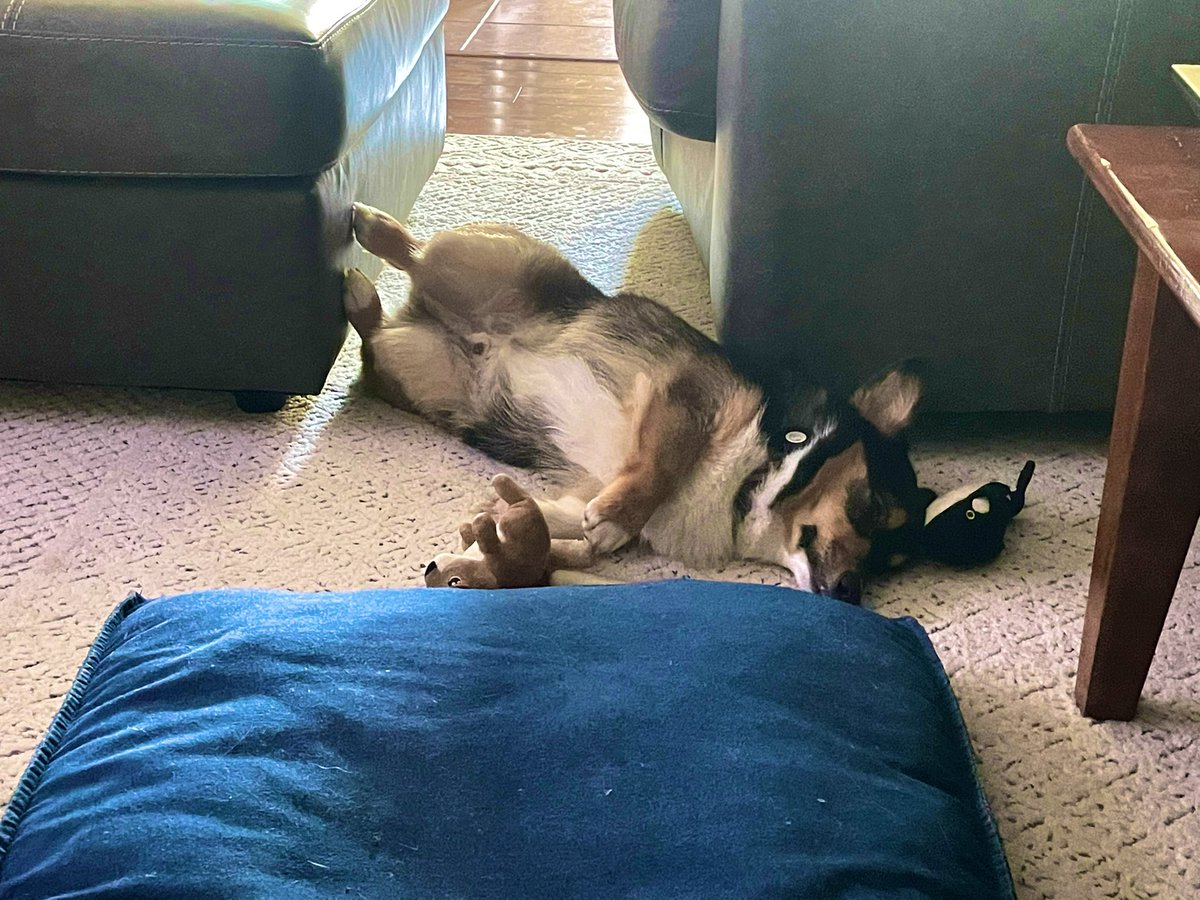 Pemroke Welsh Corgi passed out between a Killer Whale and an Ashley Ottoman.