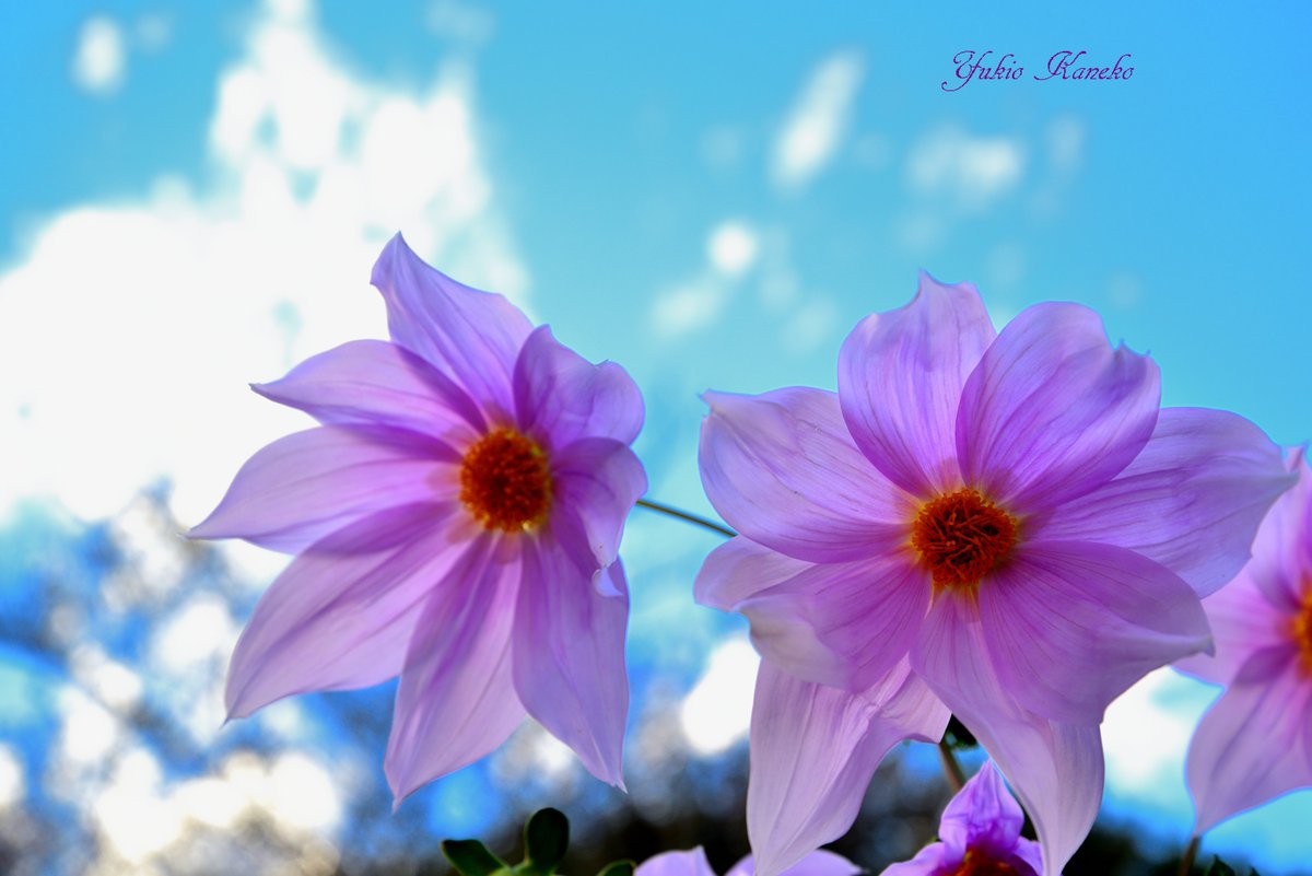 #東京　#神代植物公園　#皇帝ダリア　#ダリア
#カメラ好きな人と繋がりた
#写真撮ってる人と繋がりたい
#ファインダー越しの私の世界
#東京カメラ部
#nikoncreators
#nikon #camera  #nikonlove #light_nikon
#art
#art_gallery
#Instagramjapan
#ig_Photography #ig_japan