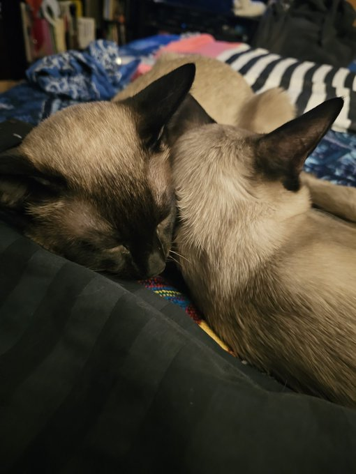 gattocciao's tweet image. #currentview

we all took a nap before dinner 😎❤️