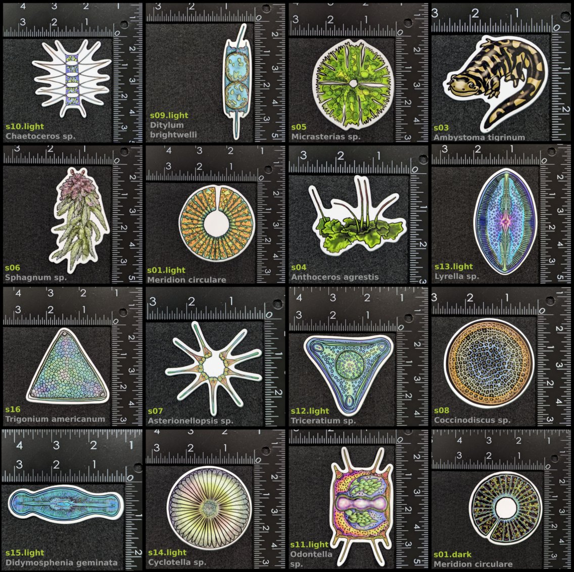 Rebecca Key, Ph. D. tweet media