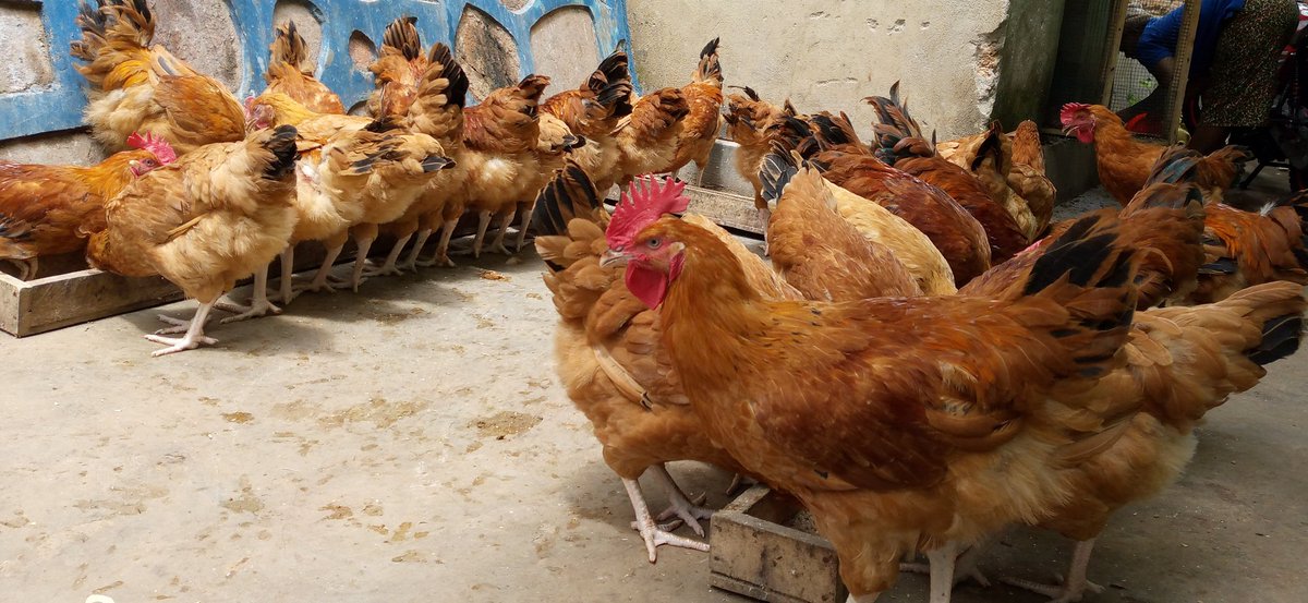 RugMatunguru's tweet photo. Indyo yuzuye igizwe n'ibitera Imbaraga,Ibirinda indwara n'ibyubaka umubiri. Mu byubaka umubiri twavuga nk'inyama,amagi, n'ibindi.Ku bufatanye na #UZIMACHICKEN, abaturage ba #MatunguruCell bigishijwe korora #inkoko zitanga umusaruro w'amagi n'inyama.
#RwandaEast
#GatsiboDistr https://t.co/vBusrWmpo1