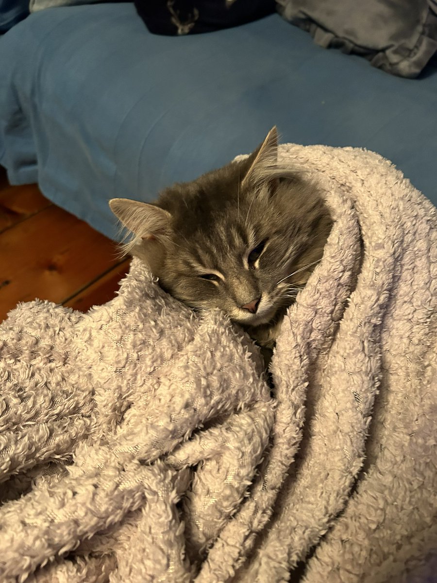 cat_purples's tweet photo. This my seconds brothers Sirius. He calls Siri for short. Hoomans be silly. When they shouts him lots of phones go off. Maybes didn’t thinks of his names goods. He likes it thoughs. https://t.co/s9UjI3Drja