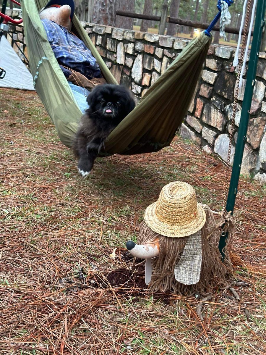 LilCaliGurl's tweet photo. #LauraSWalker #statepark in #WaycrossGa Last spot on our trabbels and all we hab to say as you can tell frum our faces iz oh my gourd, get us home. #ohmygourd  
.
.

#caligurl #BigAl #flamingler #BigAll  #rollingrenegade   #campingwithdogs  #rvtravels #fyp #fypシ゚ #gourd #gourds https://t.co/c1xThhWmzi