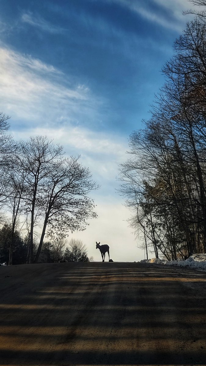 RRN3's tweet image. Today was magical 🐐🦌🐂🐗🐂🦫🐿️🦉🐻🐺🦊

@parcomega #parcomega #canada #animallover
