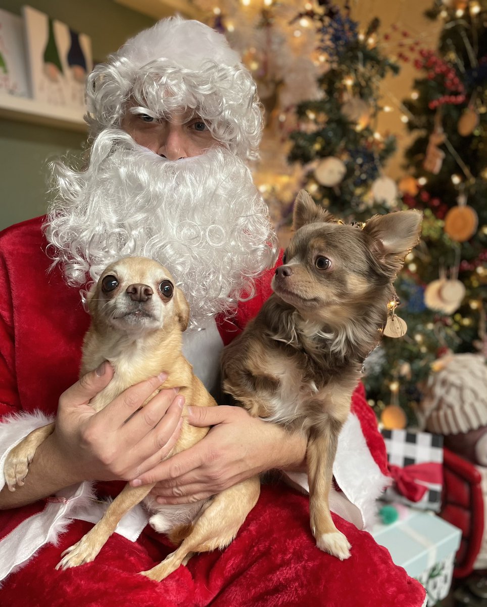 davidkerr71's tweet photo. Santa with the puppies. #chihuahuasoftwitter https://t.co/ZMMAf3BxJd