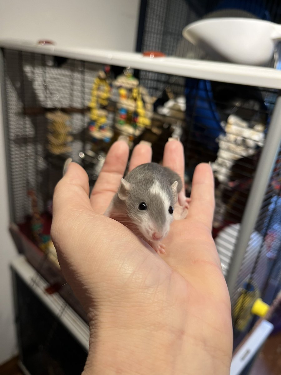 AuroraRattery's tweet photo. You aren’t ready for this level of cute that is Lyla #aurorarattery #rats #petrat #RatsOfTwitter https://t.co/NBODRVJYdt