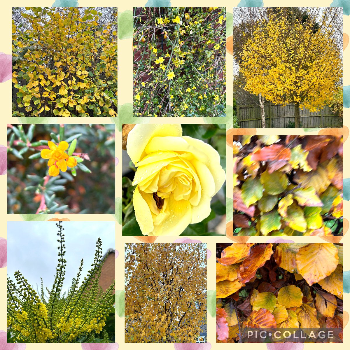 #SundayYellow #autumncolors