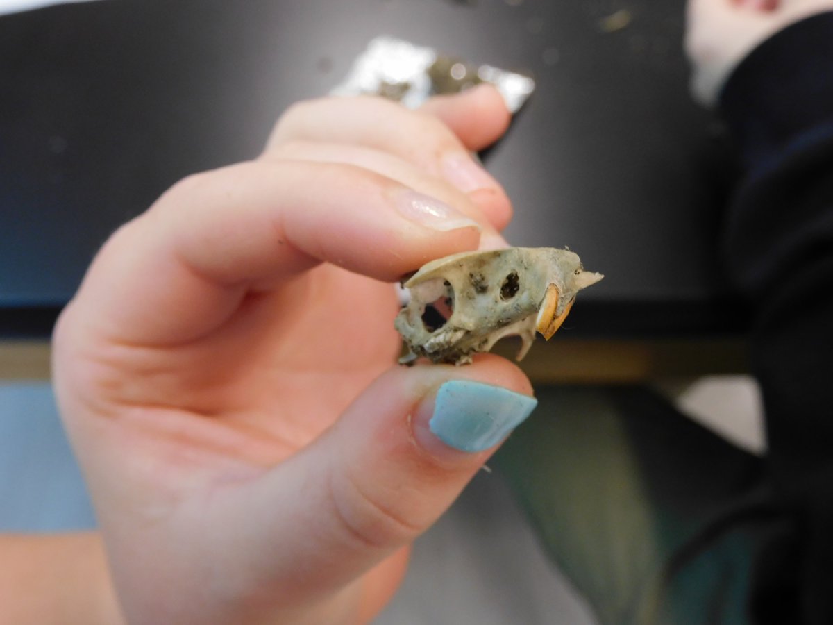 Dissecting owl pellets is our favouring grade 7 activity! What do you think this owl ate? #iteachscience #biology