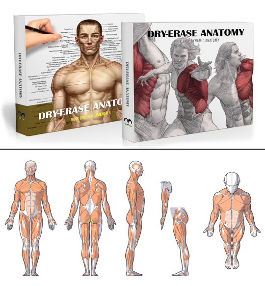 Learn to draw all 120 visible muscles from 5 angles! My "Dry Erase Anatomy" books are on Kickstarter until December 21 - https://t.co/DUA0DSguNs (https://t.co/DUA0DSguNs) 