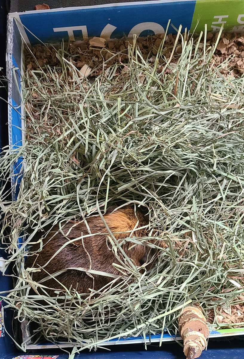 DAISYLittleOne1's tweet photo. #whereisMsDaisy #hayNest #cleanCage #MsDaisy #guineapig #guineapigs https://t.co/x7tgv1qbrj