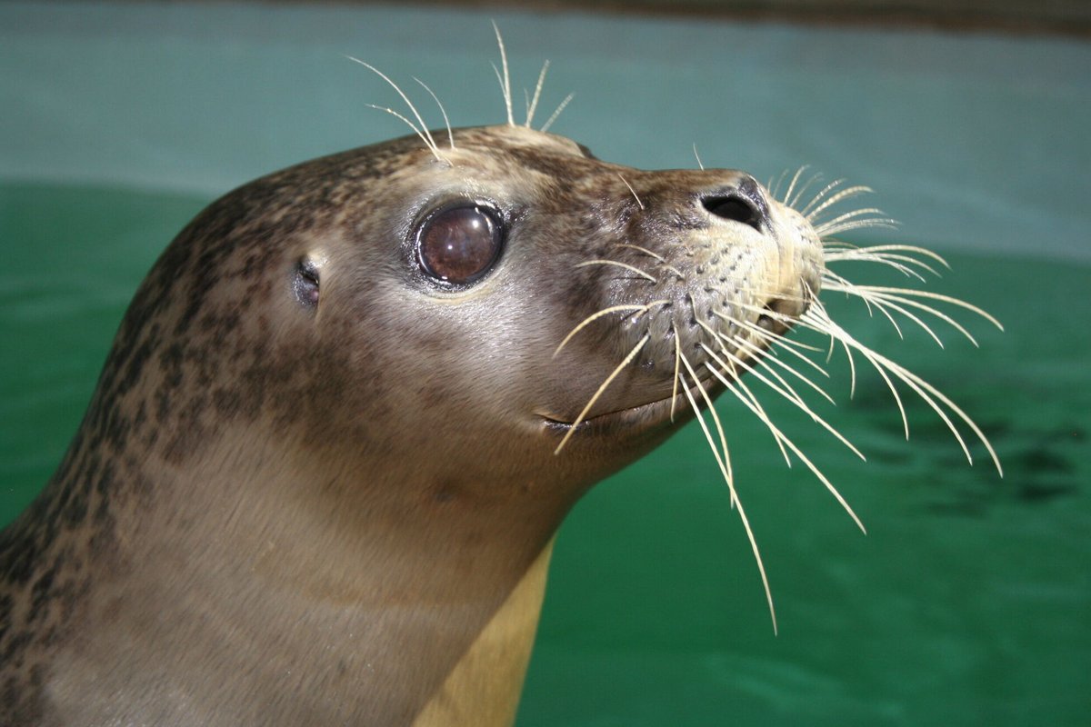 It is with heavy hearts that we are sharing the news that Ariel, one of our beloved harbor seals, passed away early this morning at 33 years old. Ariel was born at the National Aquarium in Baltimore on June 24, 1990, and moved to Shedd Aquarium in 1991. In 2005, she moved to The