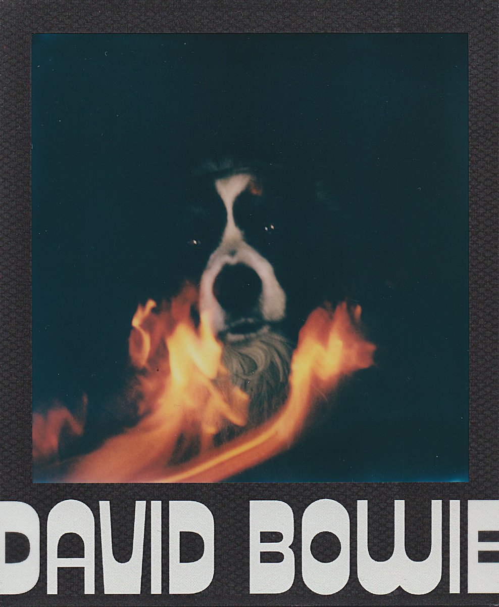 BonsaiFox1's tweet photo. Gn
Who is up for a #dogsoftezos event in January?
Very little rules, just mint a pooch with the hash tag and run with it. You choose price and editions. https://t.co/s2hkMJD77g
