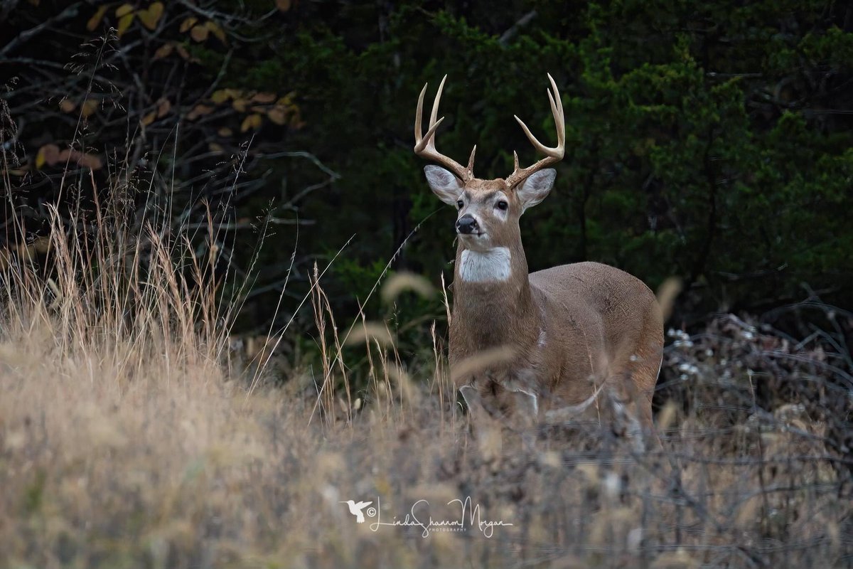 A Whitetail buck (stag) standing just outside my yard. I am truly blessed to live in the midst of such beautiful nature. #photography #wildlifephotography #whitetailbuck #photooftheday #nikonnofilter